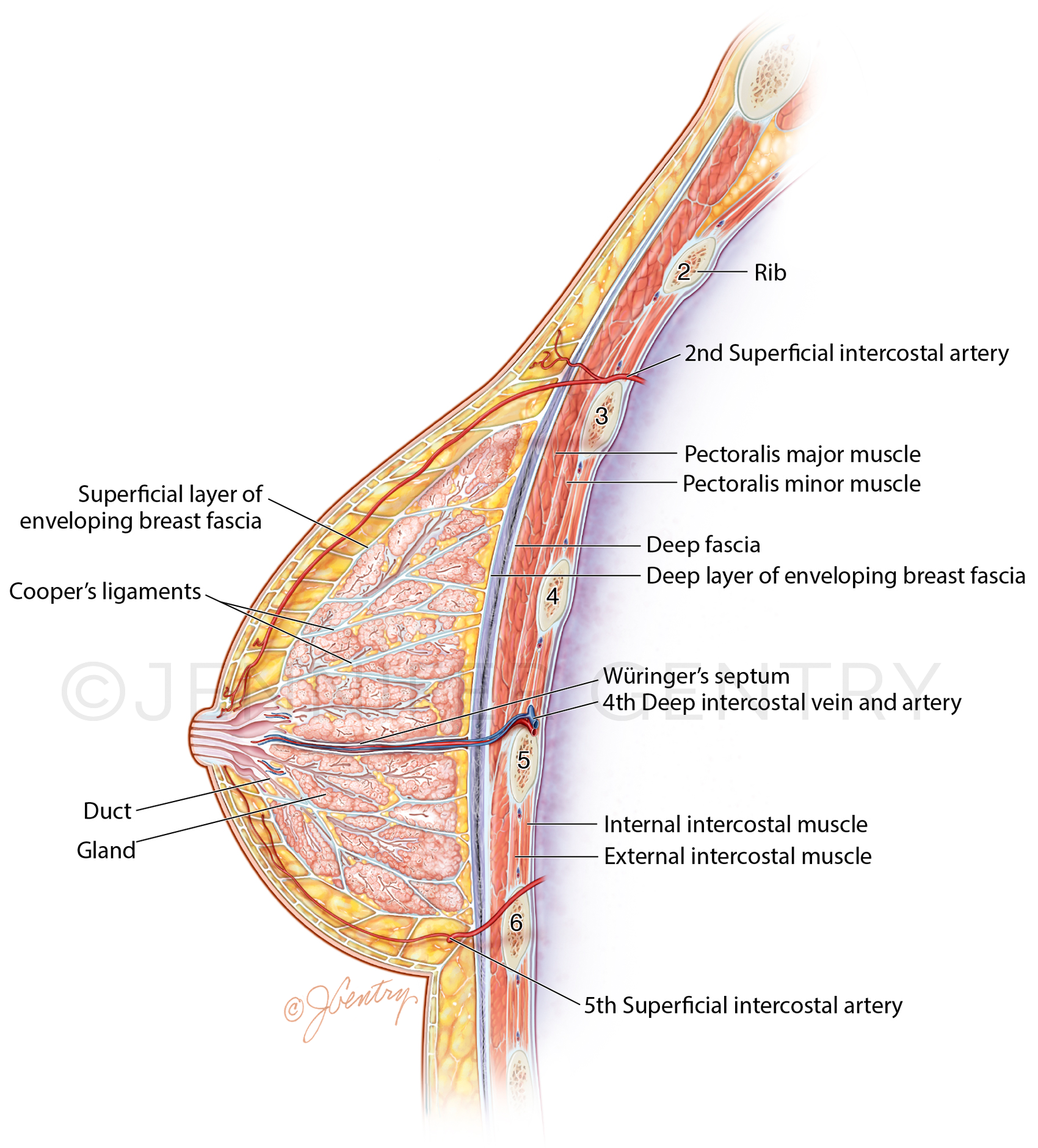 Arterial Supply of the Breast