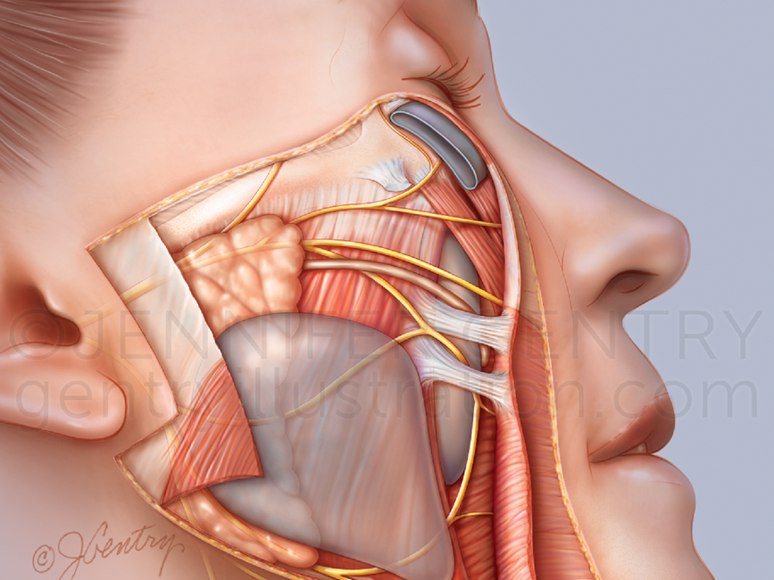 Facial Anatomy