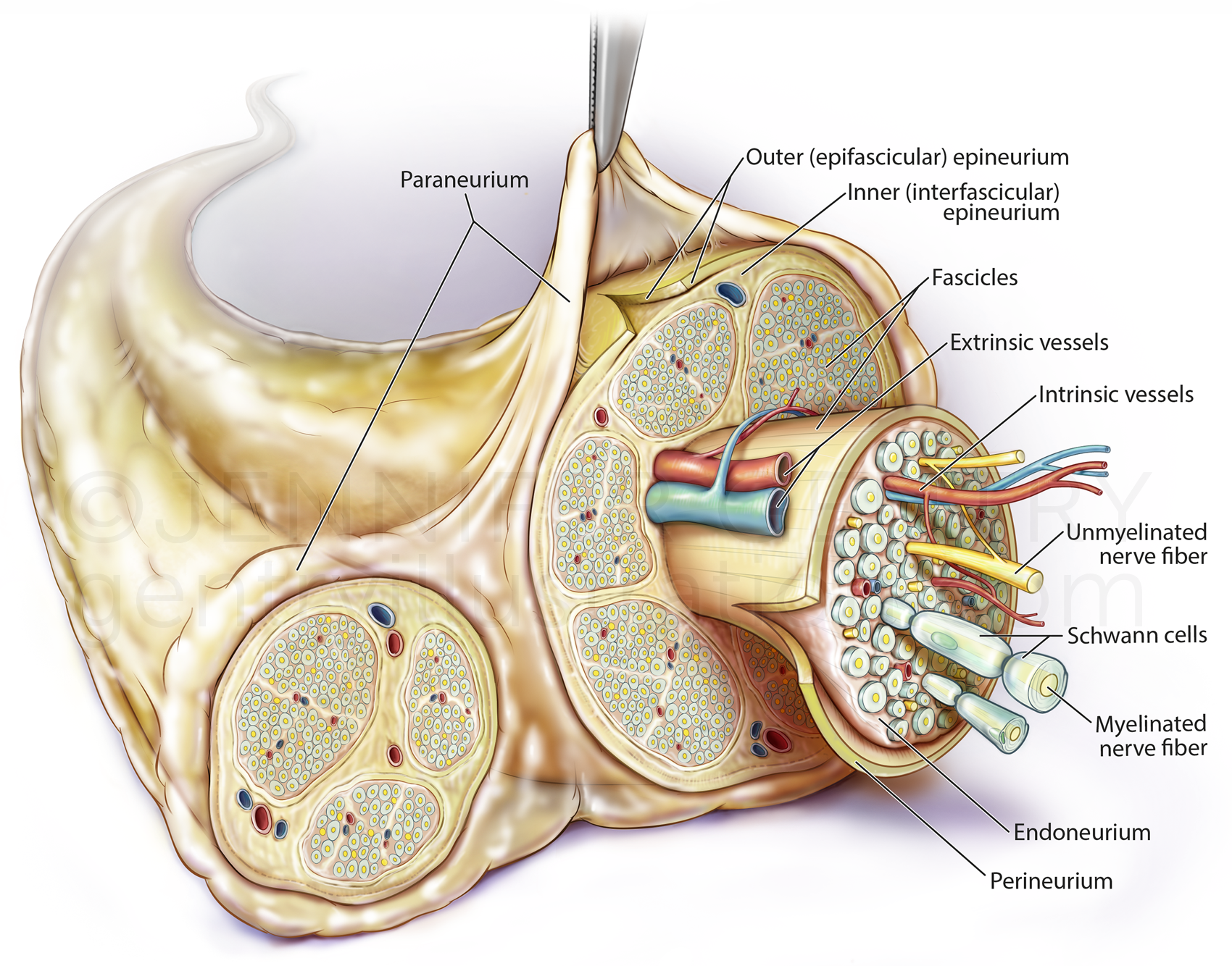 Peripheral Nerve Anatomy with Paraneurium
