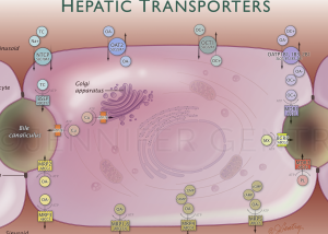 Hepatic Transporters, Qualyst, Thumbnail